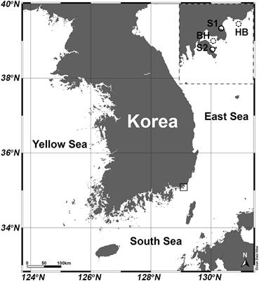 Morphology of Hobagella saltata n. gen. and n. sp. (Syndiniophyceae, Miozoa) infecting the marine dinoflagellate Cucumeridinium coeruleum (Dinophyceae, Miozoa) and its potential onshore advection